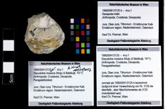 Foto (Objekt + Etikett) von Discutiolira moesica (Muţiu & Bădăluţă, 1971)  (NHMW-GEO-1990-0041-3125)
